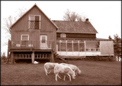 Old farm with sheep near Merrickville
