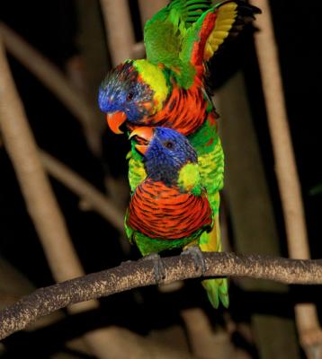 Lorikeets Greet