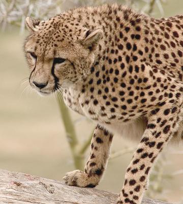 Cheetah-4-WAP-1-24-04.jpg