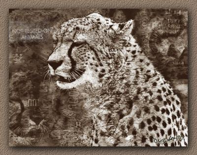 Cheetah--art.jpg