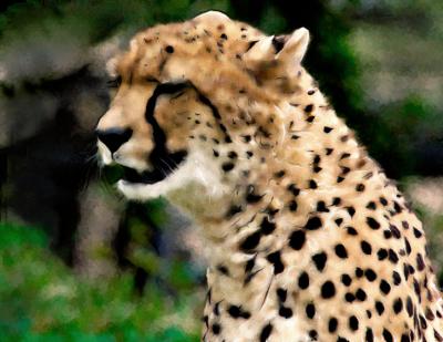 Cheetah--art-1.jpg