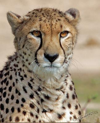 Cheetah-Click  to see more Cheetah pictures