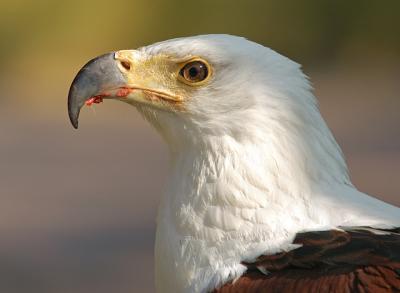 African Fishing Eagle
