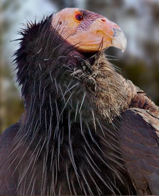 Condor Portrait