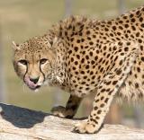 Cheetah-WAP-2-01-04.jpg