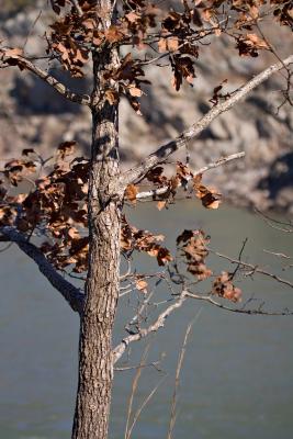 Oak Tree