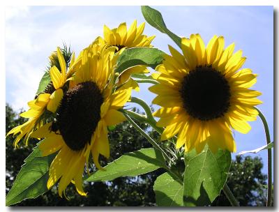 More Sunflowers