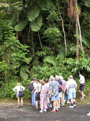 El Yunque Rain Forest walk