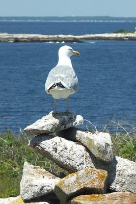Herring Gull on Star Island