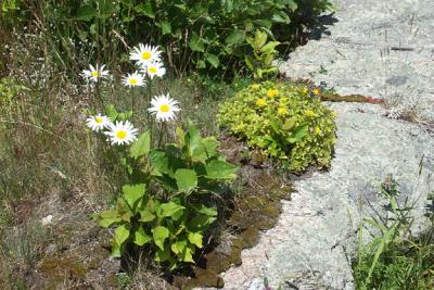 daisies-sedum-rocks-M0989-72lg.jpg