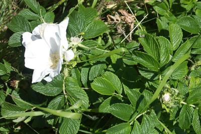 rugosa-white-M1012-72lg.jpg