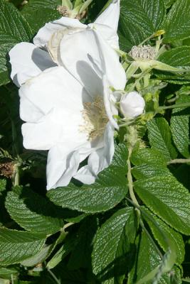 rugosa-white-M1013-72lg.jpg