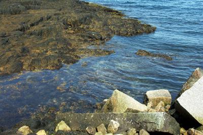seaweed-rocks-M0912-72lg.jpg