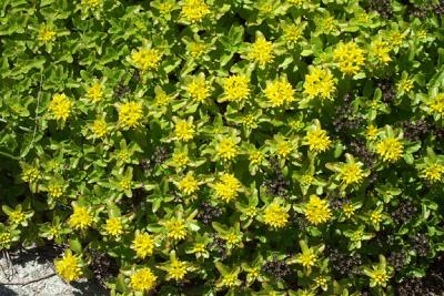 sedum-flowers-M-955-72lg.jpg
