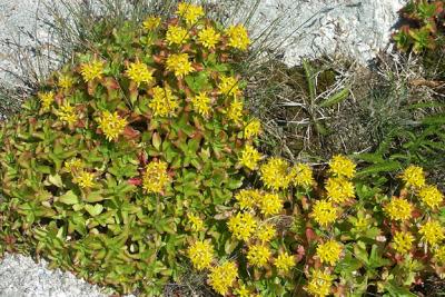 sedum-grass-rock-M0979-72lg.jpg