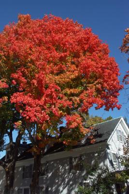 Maple, Orange-Red