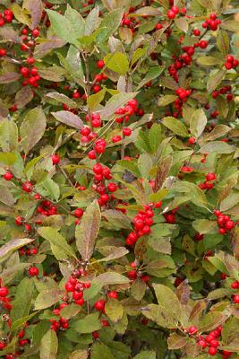 Bush Honeysuckle