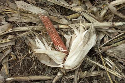 Corn Cob and Stalks