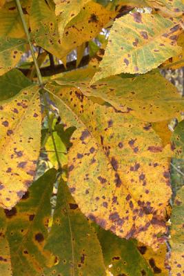 Hickory Shrub Leaves