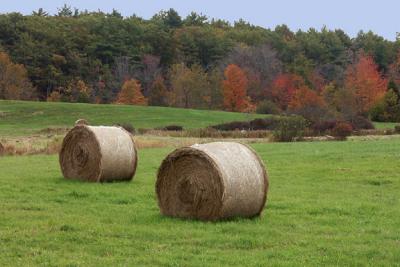 Round Hay Bales in Field