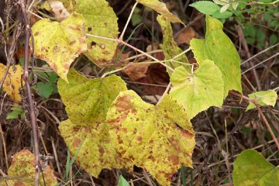 Wild Grapevine