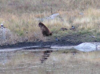 Bear feeding on elk carcass