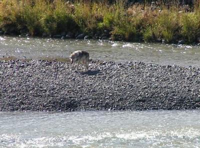 Wolf  #356M