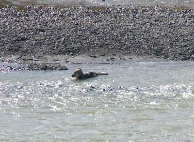 Crossing the river