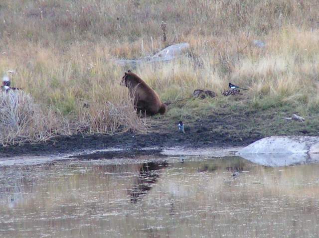 Bear feeding on elk carcass