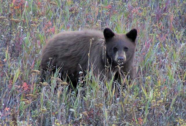 Cinnamon cub