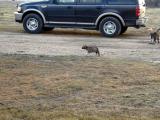 Blackie Running the Pasture