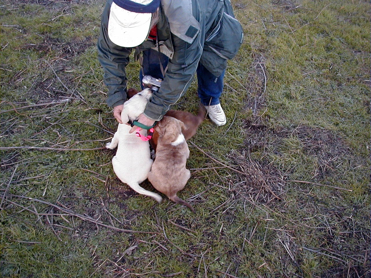 Klondike Gets a Collar