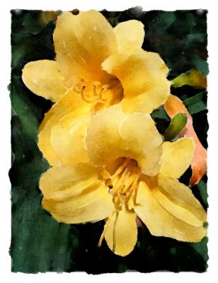 WatercolorDaylillies.jpg