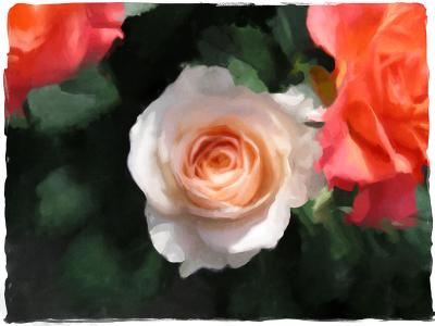 Tea Rose.jpg