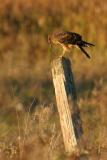 Red tail feeding on snake