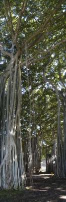 Same Tree