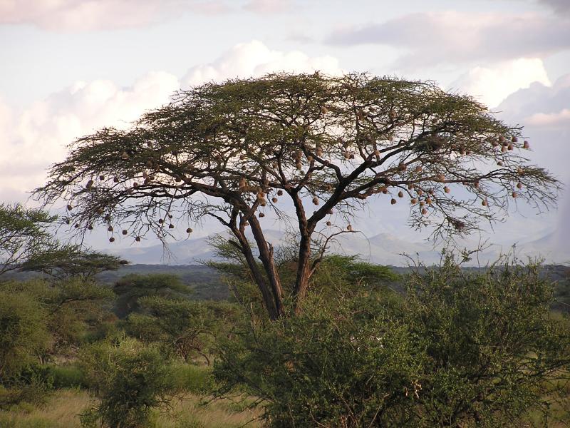 Acacia tree.JPG