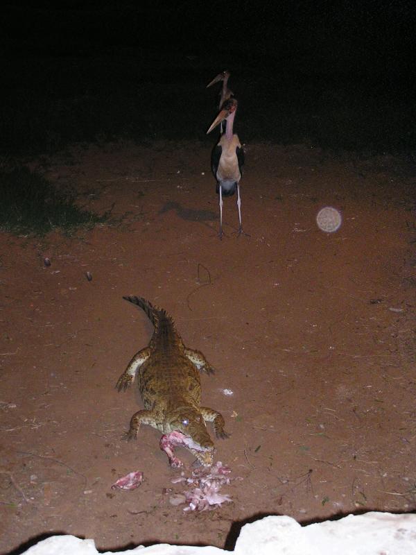 crock feeding time as the storks wait for the leftovers.JPG