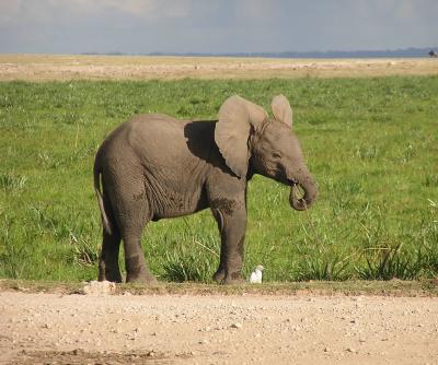 Elephants - Amboseli