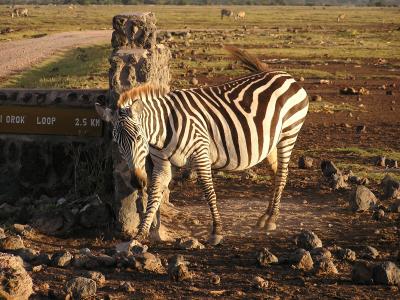 Zebra - Amboseli