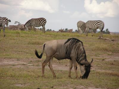 Wildebeasts and Zebras are buddies