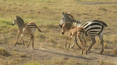 bucking baby zebra.JPG