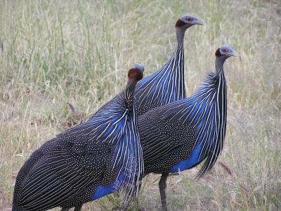 Vulture Guinea fowl cool colors