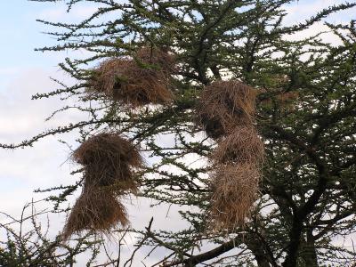 Weaver bird males make nests to please females