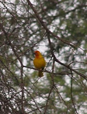 red headed weaver