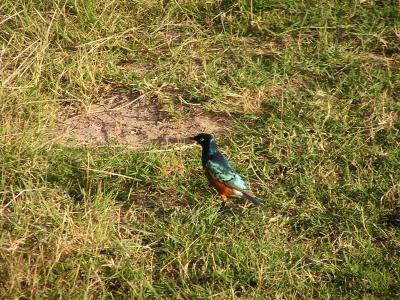 superb starling