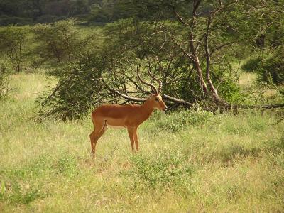 Antelope - Samburu