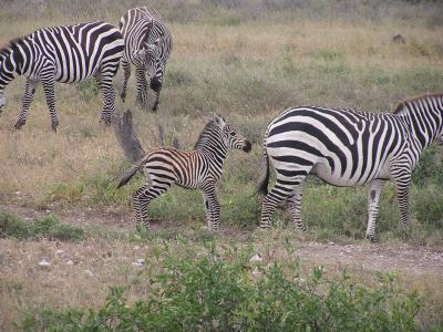 Zebra - Samburu