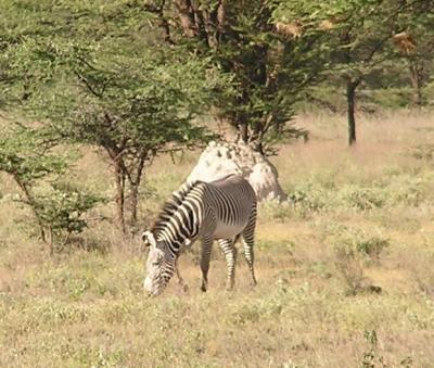 Grant's Zebra.JPG