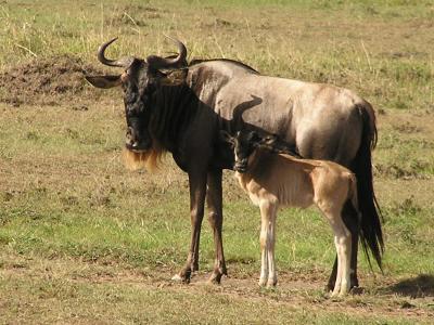 Wildebeest and baby